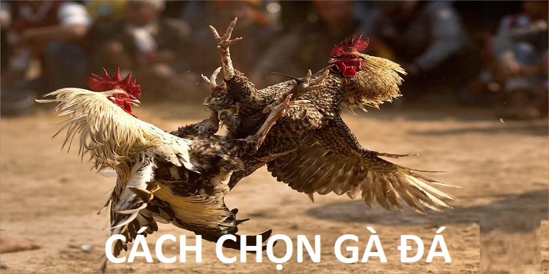 Cách Chọn Gà Đá